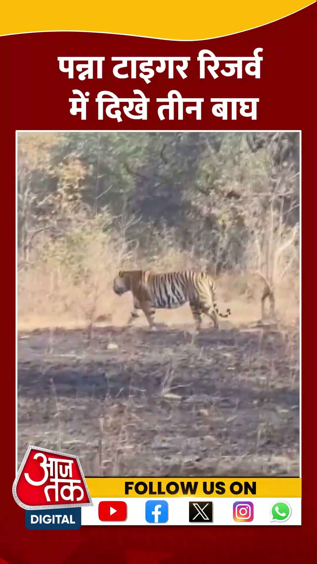 Panna Tiger Reserve में दिखे तीन Tiger #shorts #viral #shortvideo #panna #tigerreserve
