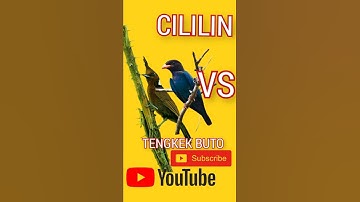 SUARA CILILIN GACOR VS TENGKEK BUTO SPEED