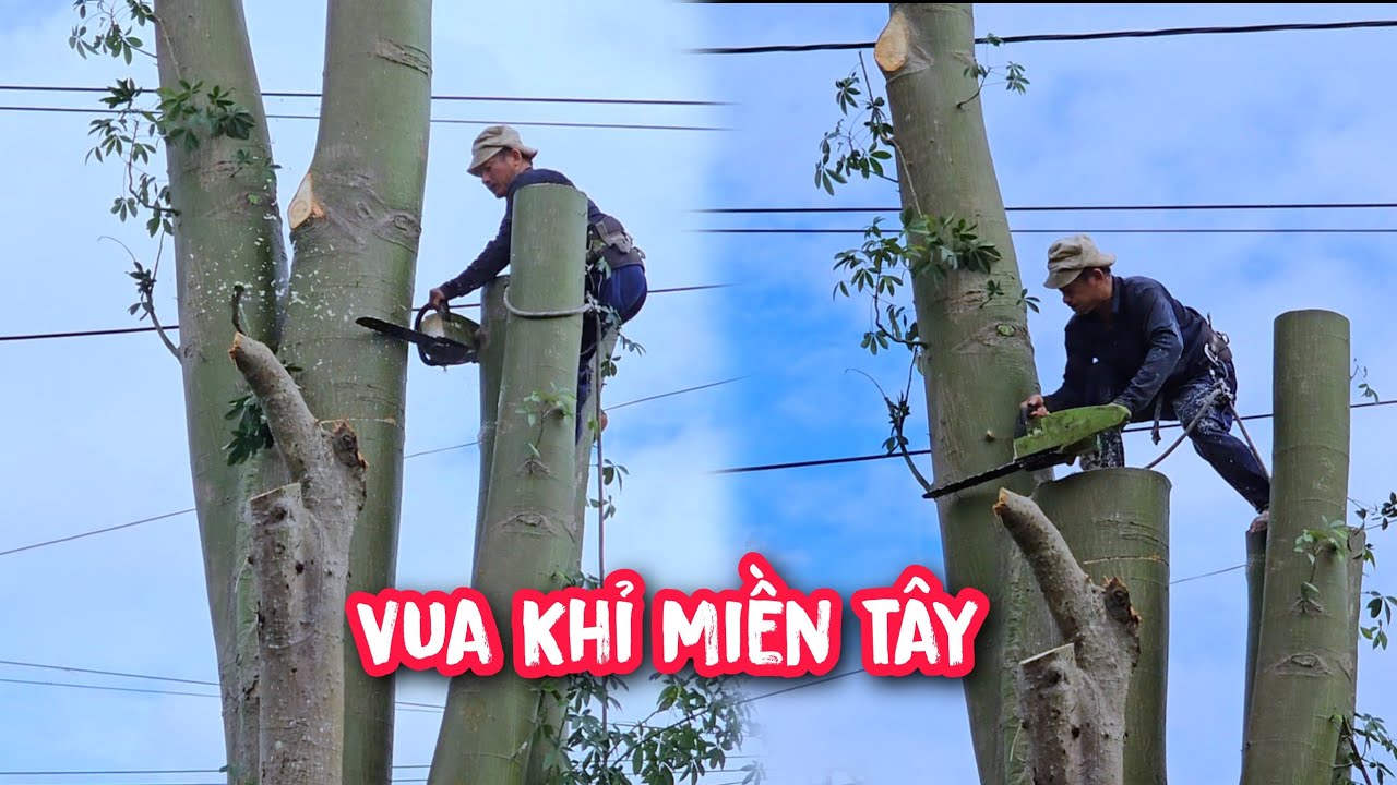 Vua Khỉ gặp nhiều thế khó khi cưa cây Gòn Khủng (Phần cuối).