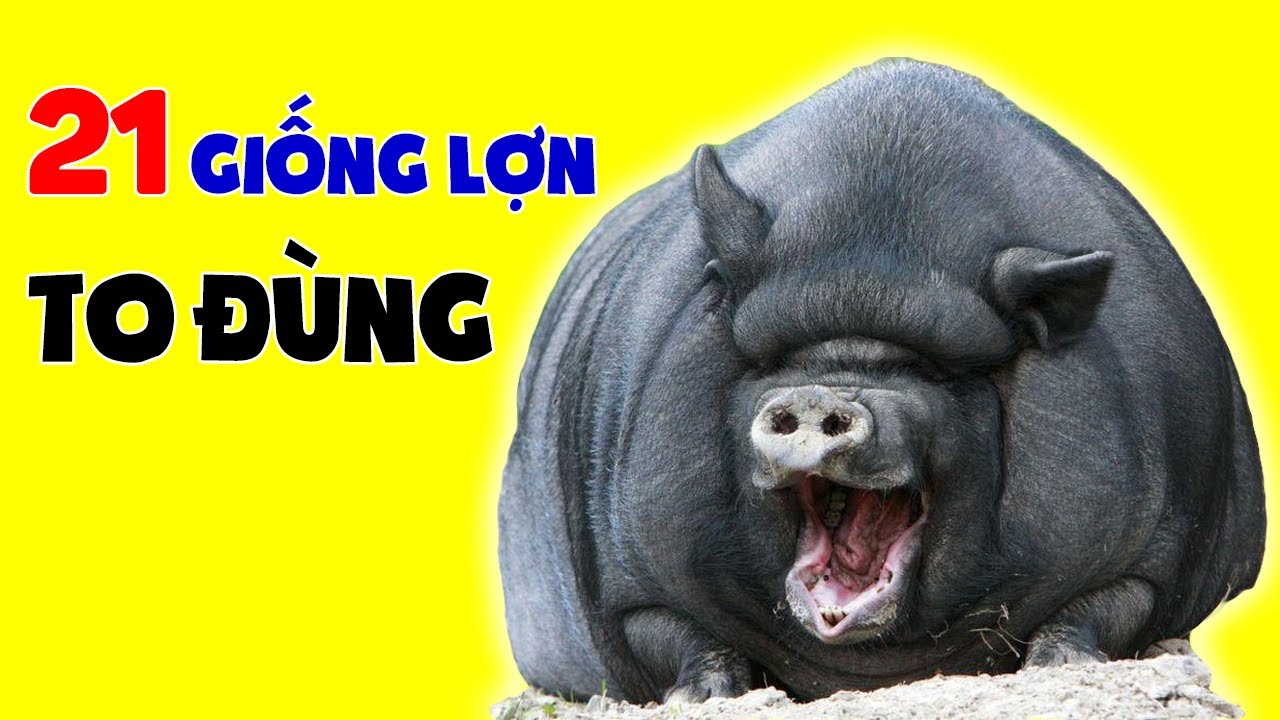 21 Giống Lợn Lạ Nuôi Tại Việt Nam Có Thể Bạn Chưa Biết - Youtube