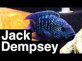 Jack Dempsey Fish Facts - Growth & Tank Size