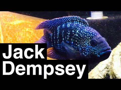 Video: Kan en Jack Dempsey og en Oscar-fisk leve sammen?