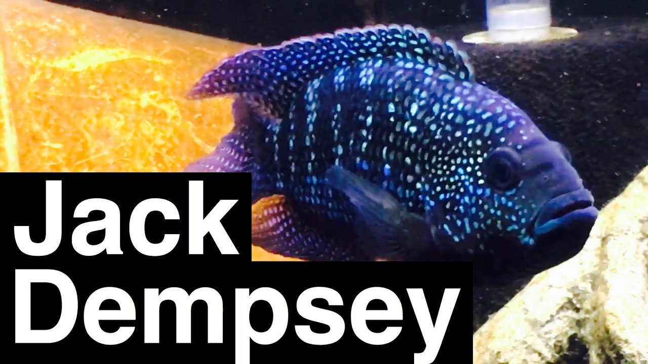 jack dempsey fish care