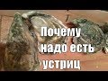 Что будет если есть устриц Полезные свойства устриц