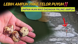 Bikin setingan umpan Full amis mancing lomba ikan mas