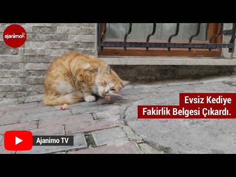 Evsiz Kediye Fakirlik Belgesi Çıkardı