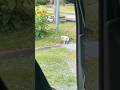 猫つかい