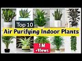 Best Indoor plants for Clean Air|Best Air Purifying Indoor Plants|Indoor Plants for Air Purification