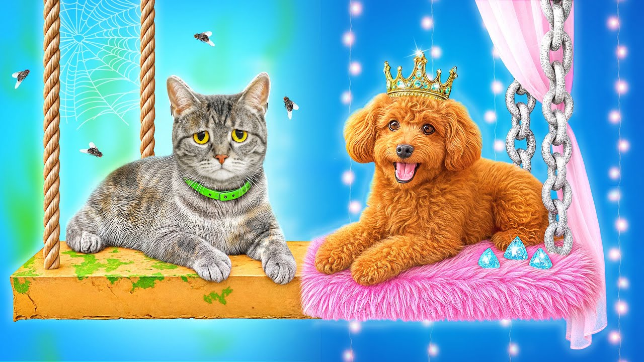 Строим Секретные Домики для Животных | Богатая Собака vs Бедная Кошка c Multi DO Smile