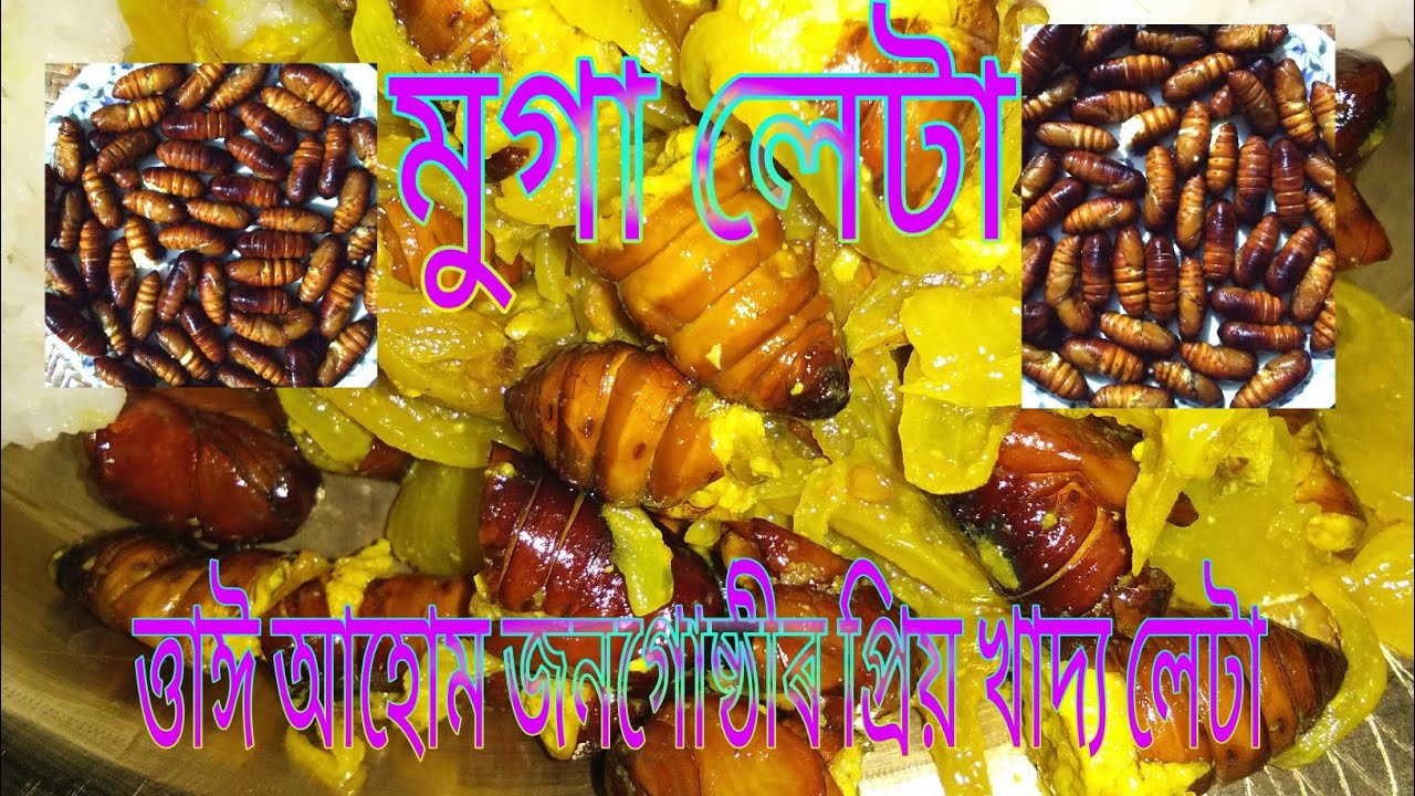 মুগা লেটা || MUGA LETA || LETA || লেটা || মুগা লেটা ৰেচিপি || SILKWORM ...