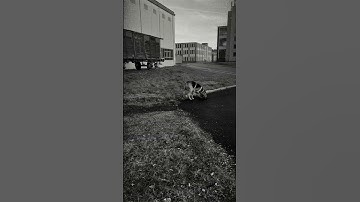 #mantrailing #training #thüringen #bloodhound  Surface Change ✅, Tuvok 16 Monate