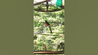 MURAI BATU MEDAN SUARA EMAS