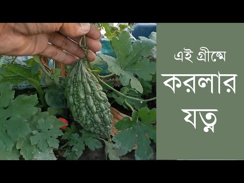 ভিডিও: গুজবেরি: খোলা মাঠে রোপণ এবং যত্ন