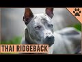 Thai Ridgeback - Why Get A Thai Ridgeback? の動画、YouTube動画。