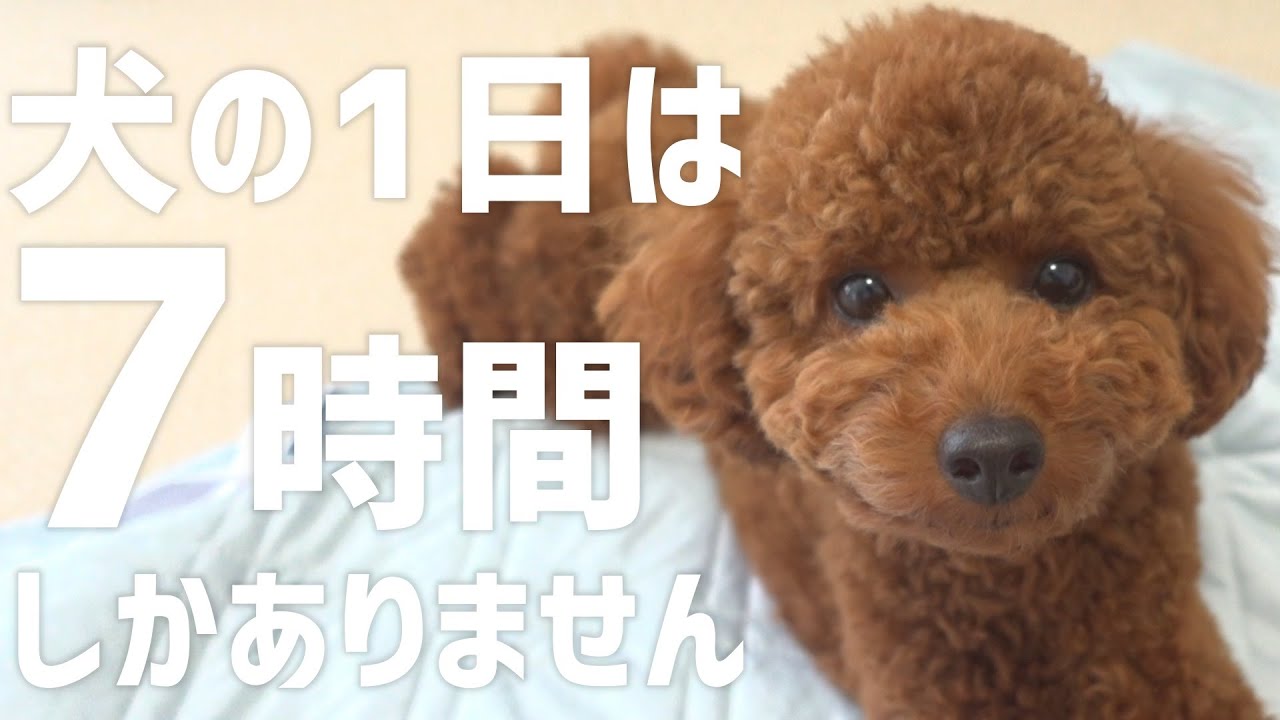 犬の時間感覚】人間の1日は犬の3日！犬と過ごす時間を大事にしたいです 