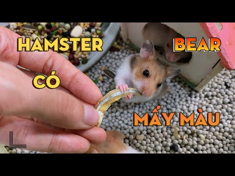 Hamster Màu Hiếm - Chuột hamster Bear có mấy màu | Giới thiệu các loại màu chuột hamster Bear của Thiên Đường Thú Cưng