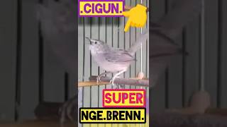 Download Lagu CIBLEK GUNUNG NGEBREN,SUPER GACOR. Asli Horeeg!!! SPEK KICAU \u0026 ANGGUNGAN MP3