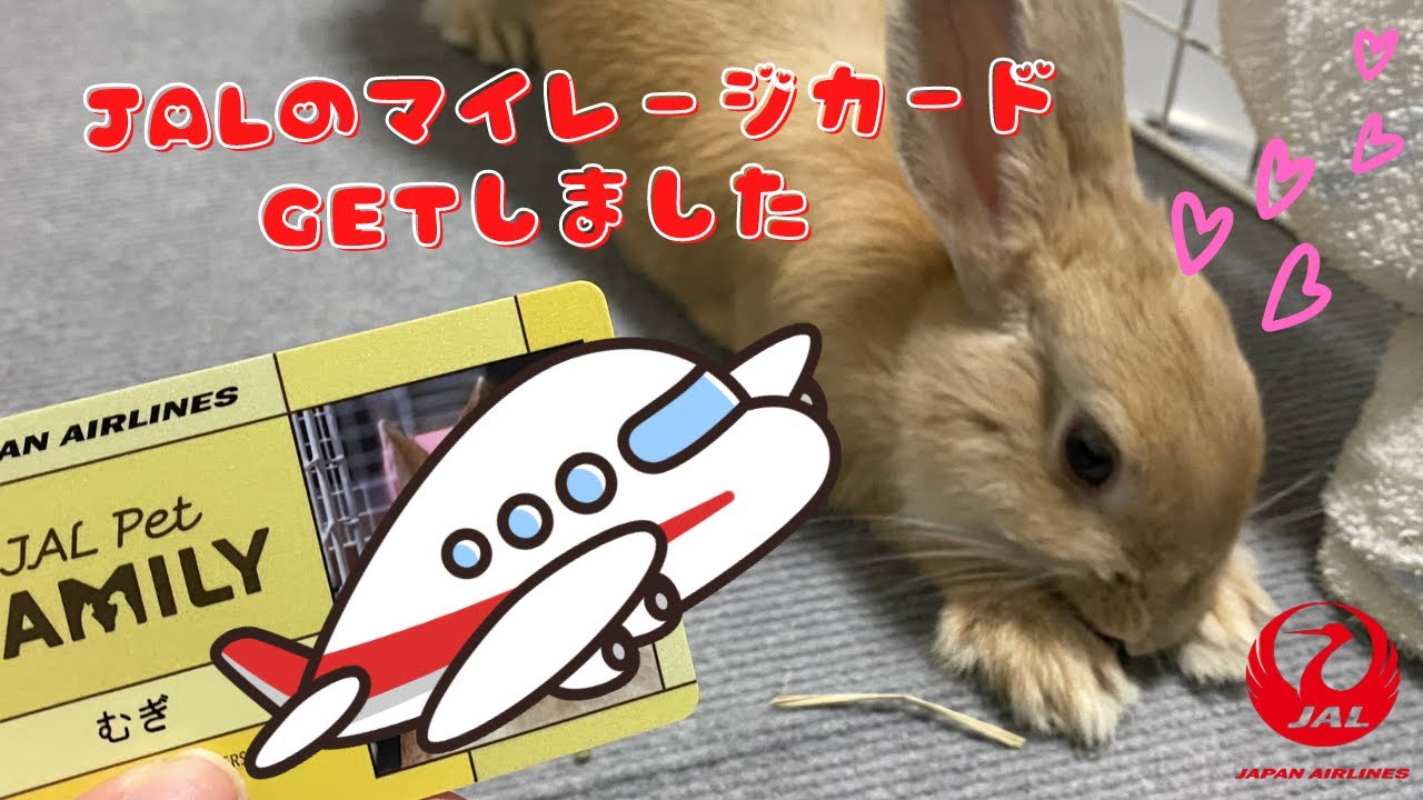 222 Jalペットファミリー ミニうさぎもアメリカンファジーロップイヤーもマイレージカードをゲット これでいつでも飛行機に乗れる My Bunnies Get Jal Members Card Youtube 222 Jalペットファミリー ミニうさぎもアメリカンファジーロップイヤーもマイレージカードをゲット これでいつでも飛行機に乗れる My Bunnies Get Jal Members Card Youtube