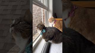 Unbelievable Synchronized Cats