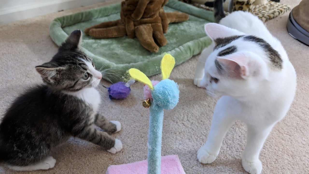 Annex Party 2017-11-03