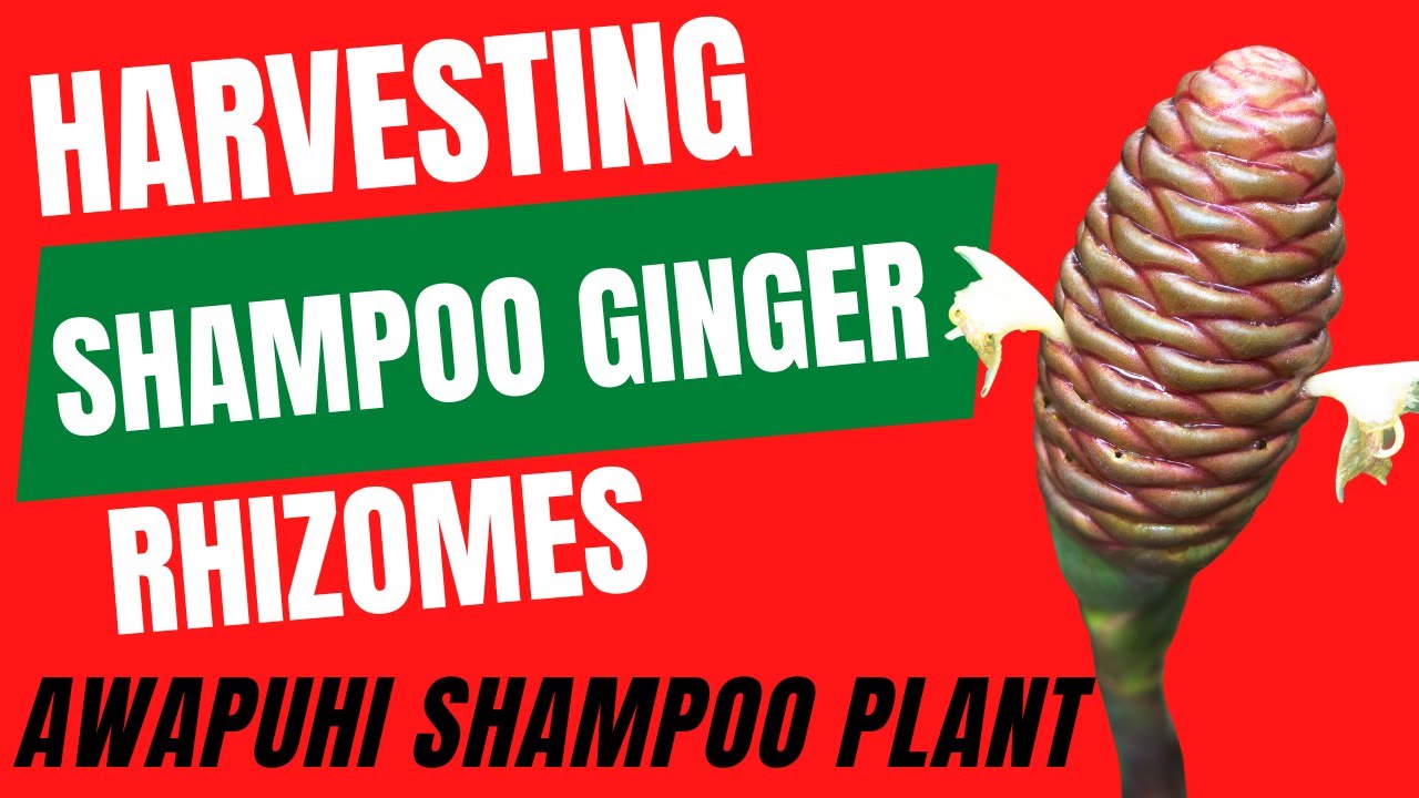 HARVESTING SHAMPOO GINGER Awapuhi Shampoo Plant YouTube