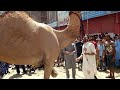 Camel Qurbani Video Eid 3rd day Eid ul adha 2020 CAMEL VIDEO  EID UL AZHA 2020 Bakra eid 2020