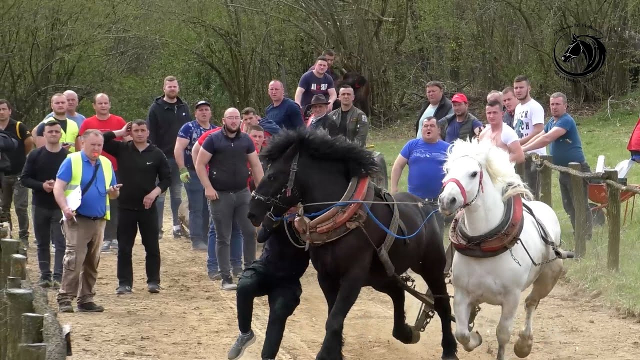 - PLANULI SE KONJI NA STAZI MAGLAJACA POD KOZAROM -