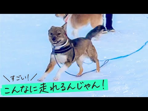 チャーリーあんた！そんなに走る才能あったんか！！？
