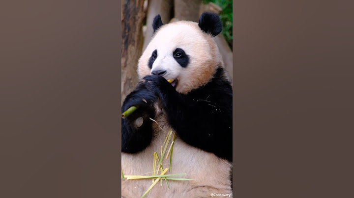 밥 먹는 쌍둥바오, 루이바오(Rui Bao,睿寶)🐼후이바오(Hui Bao,輝寶)🐼/Everland #주토피아 #everland  #panda #cute