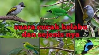 suara burung cucak kelabu dan sejenisnya