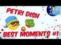 Best moments 1 petridish
