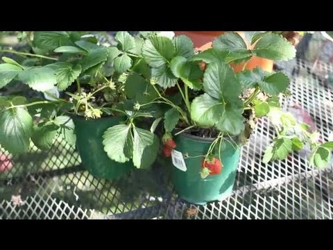 How to Fertilize Everbearing Strawberries : Garden Space