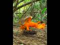 Audisi Mencari Pasangan, Ketika Goodlooking Menang Banyak #shortvideo #burung