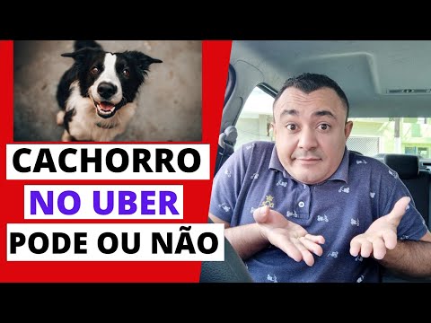 Vídeo: Como faço para reservar um Uber com um cachorro?