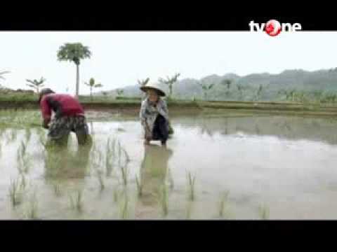 Sikayu buayan kebumen, gombong selatan.