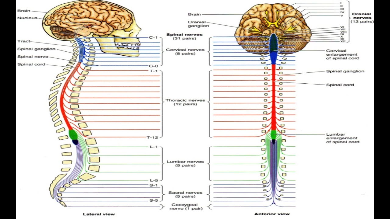 Peripheral nervous system P N S 2 ‫‬ - YouTube