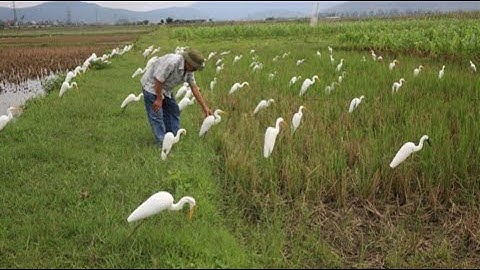 Cò Mã di cư về bắc chưa anh em/ Anh em nào cần keo hú em nhé