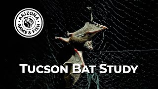 Studying the Foraging Behavior of Tucson Bats by Arizona Game And Fish 1,082 views 6 months ago 7 minutes