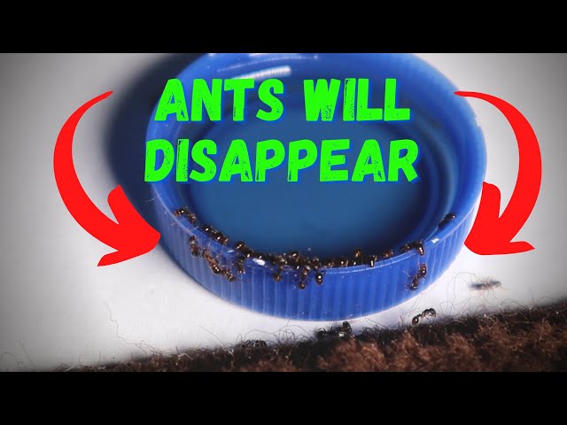 How to Get Rid of Little Black Ants using a DIY Ant Killer Solution (Kills Wasps too) class=