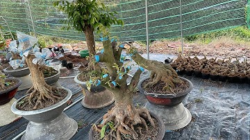 Kỷ thuật ghép mai đơn giản hiệu quả cao cho ae tập chơi tham khảo