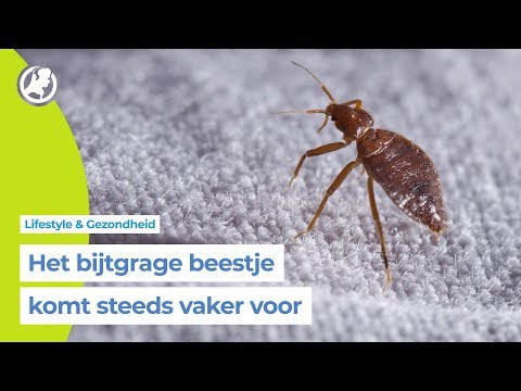 Video: Hoe Bedwantsen Te Doden?