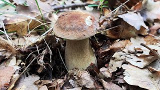 Oak mushroom and rare plants