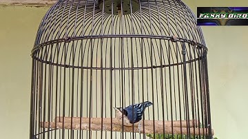 Burung Rambatan Doraemon. Gacor cocok untuk pancingan dan masteran.