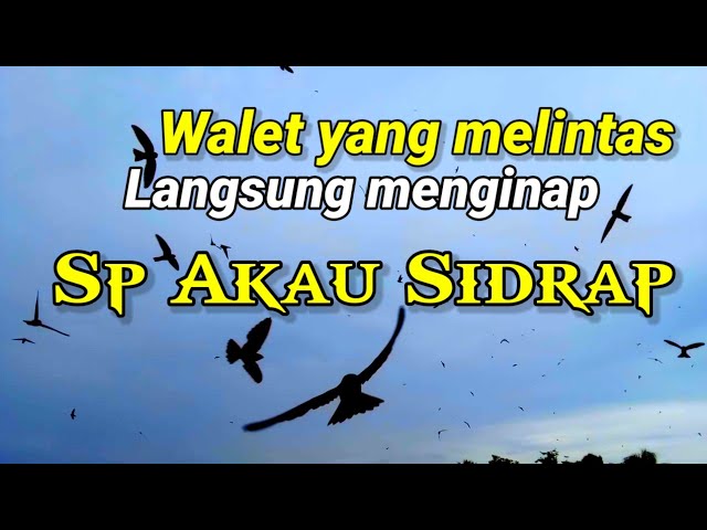 SP AKAU SIDRAP.  suara walet ampuh untuk suara panggil / suara inap class=