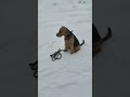 Команда МЕСТО 🐕‍🦺 СОБАКА ❤️ ЭРДЕЛЬТЕРЬЕР  🎀 #travel #dog #winter
