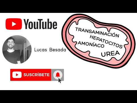 Video: ¿Cómo se transporta el amoníaco al hígado desde, por ejemplo, los músculos?