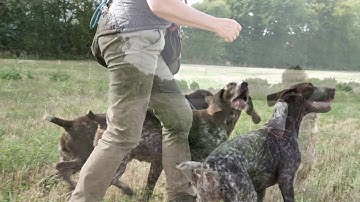 German shorthaired pointer