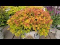 Double Play® Big Bang &amp; Artisan® Spirea (Spiraea) // Superb, Easy to Grow, Colorful, Dwarf Shrubs