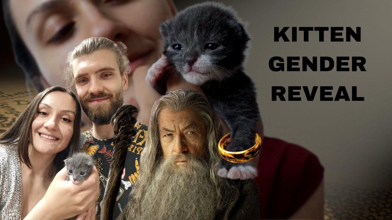 WEEK IN MY LIFE WITH A KITTEN! kitten gender reveal & more