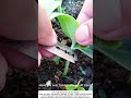 Farmer Grafts Small Seedlings with a Knife – Skill That Multiplies Harvests 🔪🌱